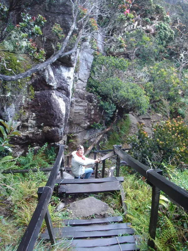 Une descente par des escaliers de bois dans la végétation