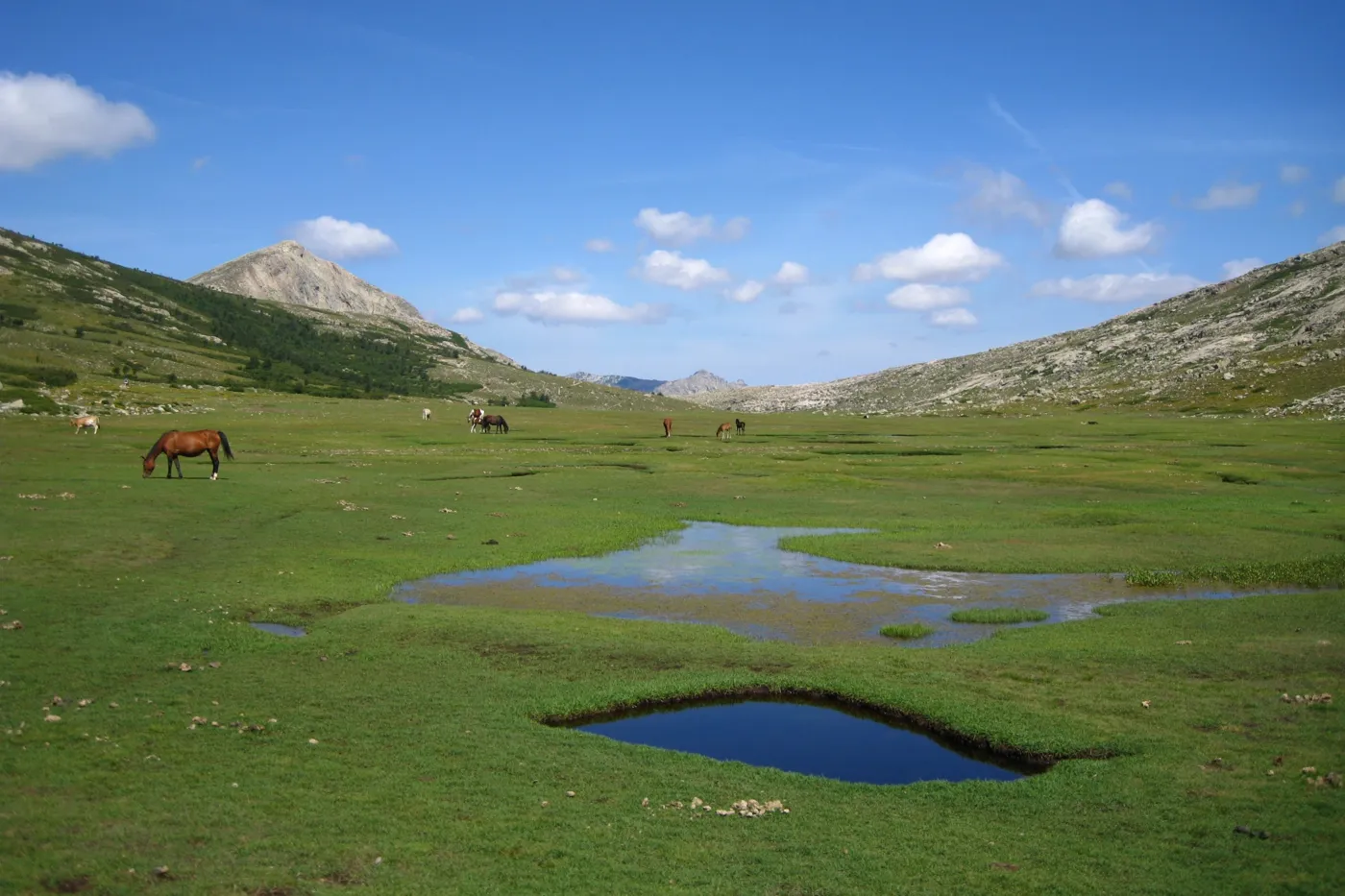 Une pozzine du GR20 : prairie verte parsemée de trous d’eau, chevaux au loin, sommets sous un ciel bleu.