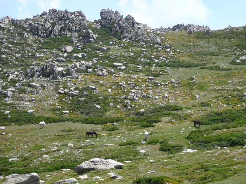 Prairie d’altitude, chevaux au loin