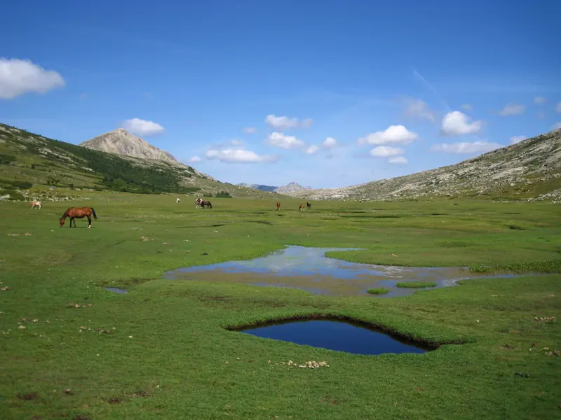 Prairie, mares et chevaux