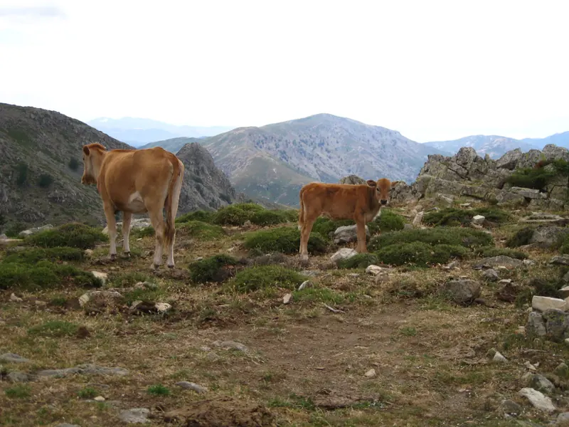Vaches et veaux sur la crête