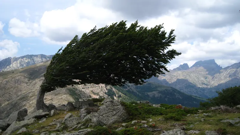 Un pin tordu par le vent