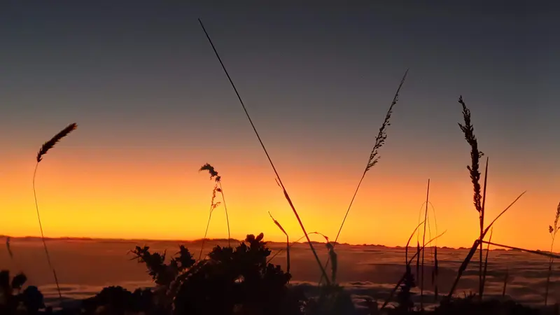 Herbes à contre-jour au coucher du soleil